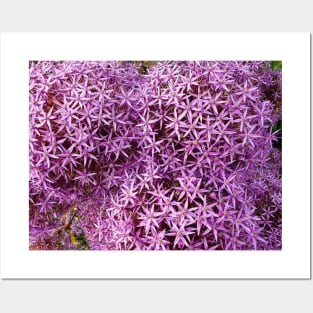 Purple Allium Flowers Posters and Art